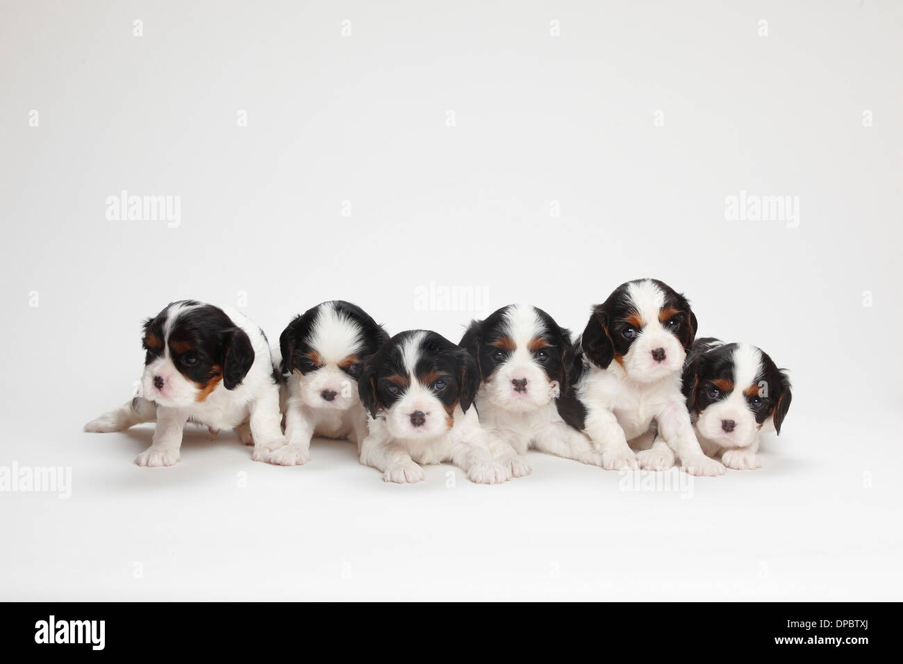 Sechs Cavalier King Charles Spaniel Welpen vor weißem Hintergrund Stockfoto