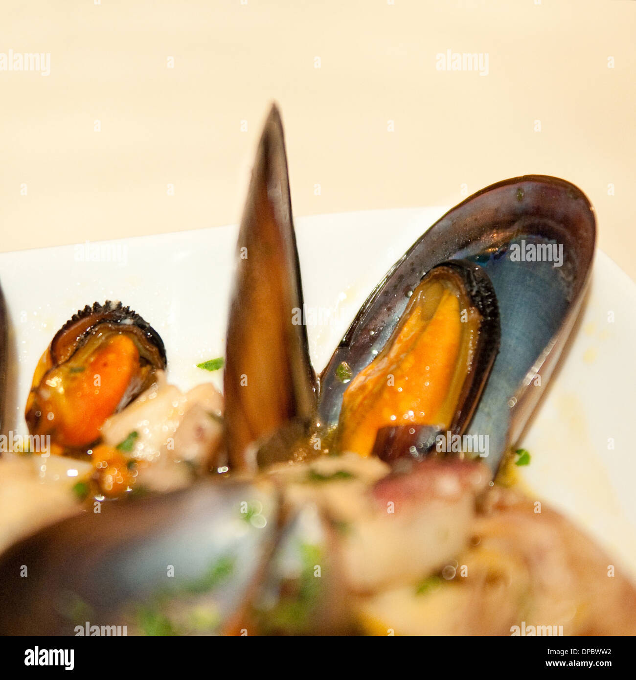 Muscheln und Tintenfisch Salat mit Petersilie auf weißem Hintergrund. Stockfoto