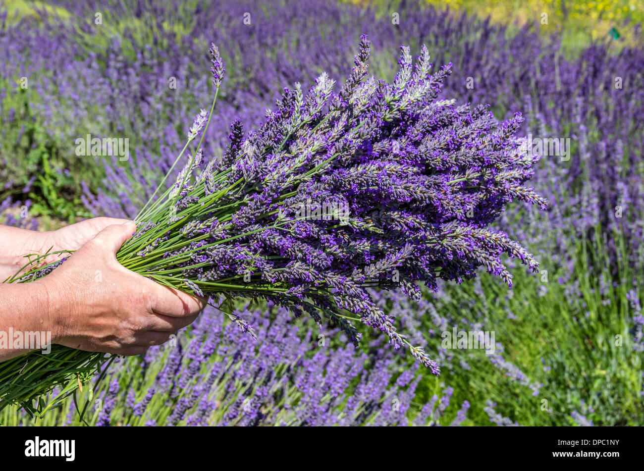 Blume-Erntemaschine hält ein Bündel von frischem Lavendel Blumen auf einer Lavendelfarm.  Dundee, Oregon, USA Stockfoto