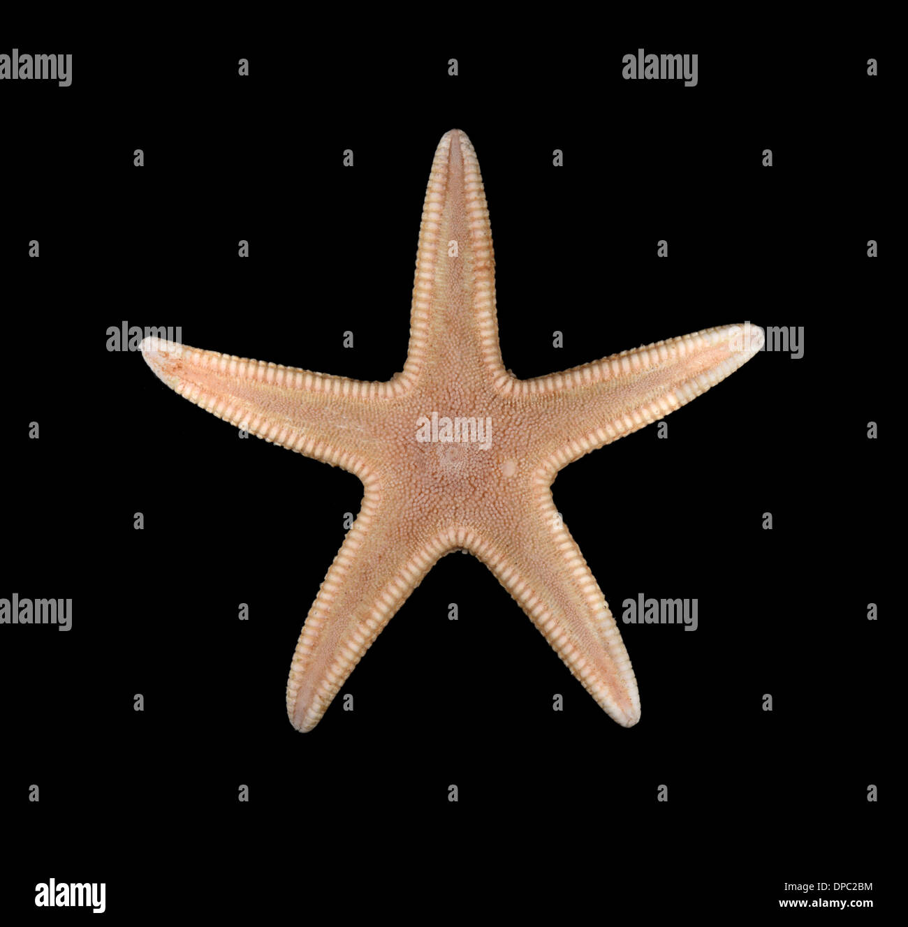 Sand Star - Astropecten irregularis Stockfoto