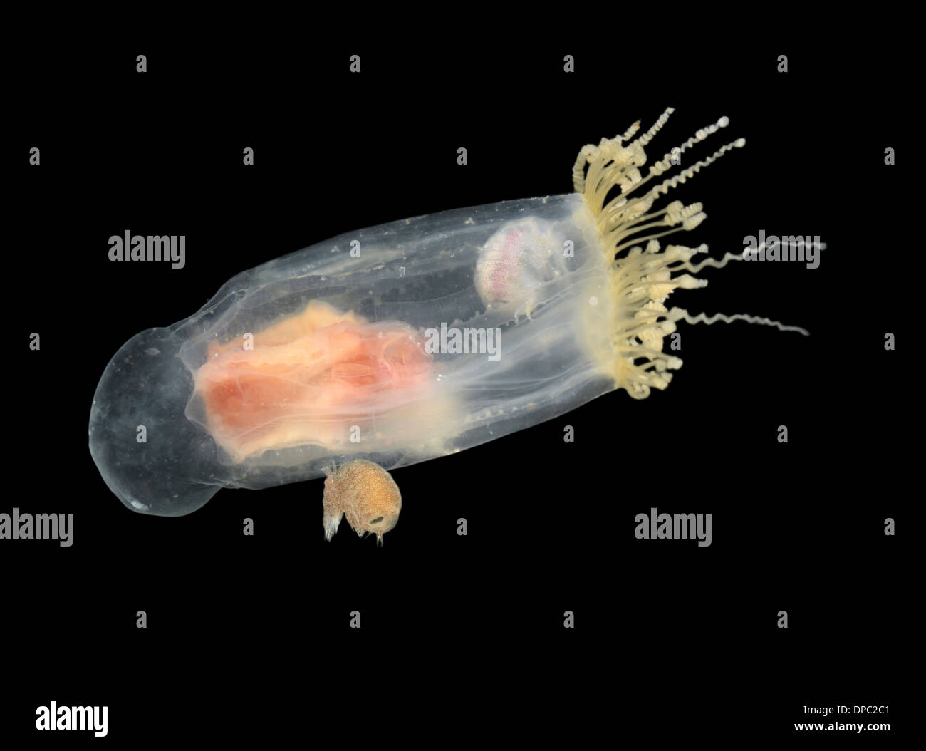 Neoturris Pileata - Hydrozoan Medusa mit Kommensale Höhlenflohkrebs Hyperia galba Stockfoto