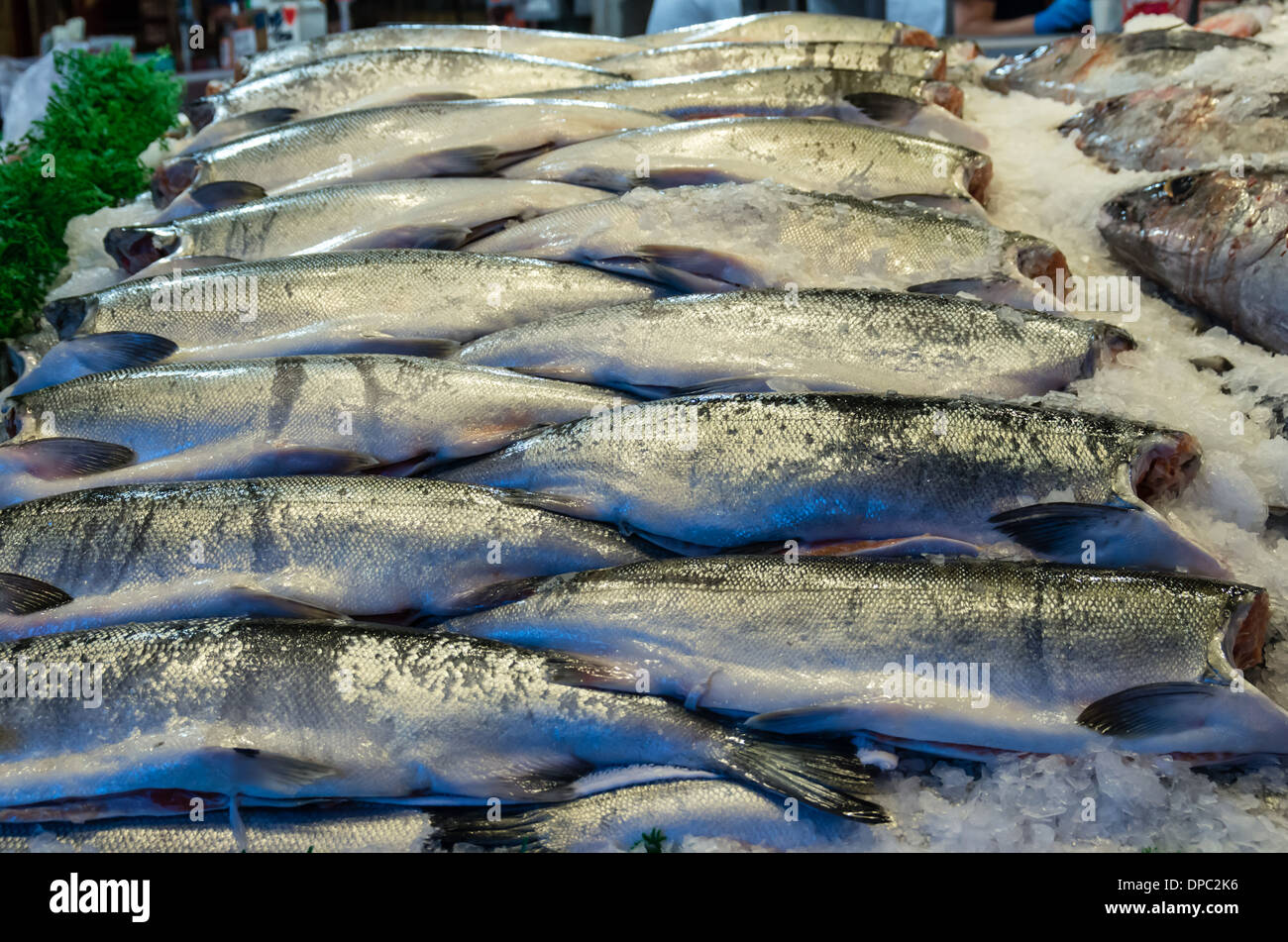 King Salmon auf Eis bei einem Fischhändler Markt stall Pike Place Market Seattle, Washington, USA Stockfoto
