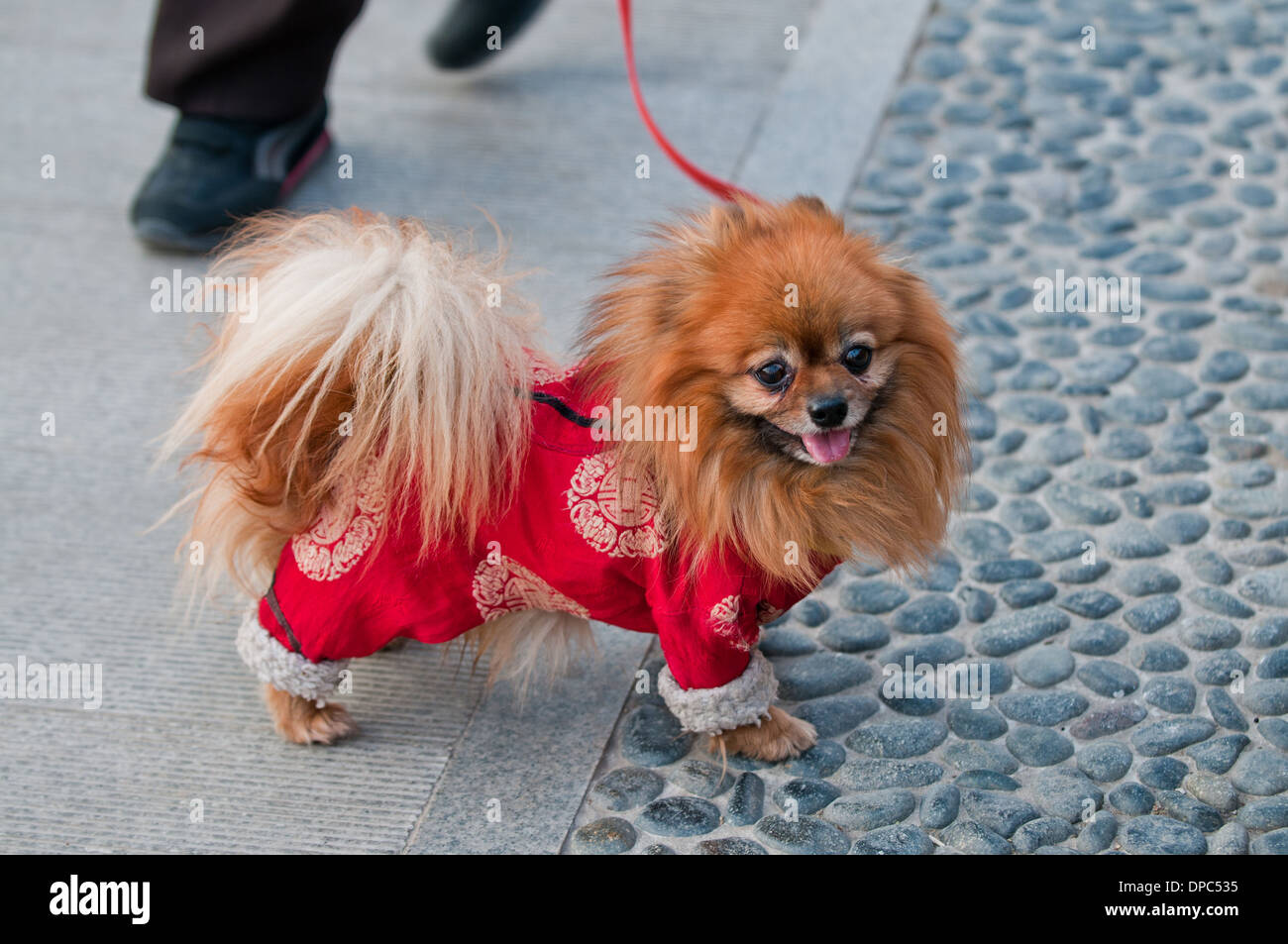 Kleiner Spitz Typ Pommerschen Hund - Pom oder Pom Pom Stockfoto