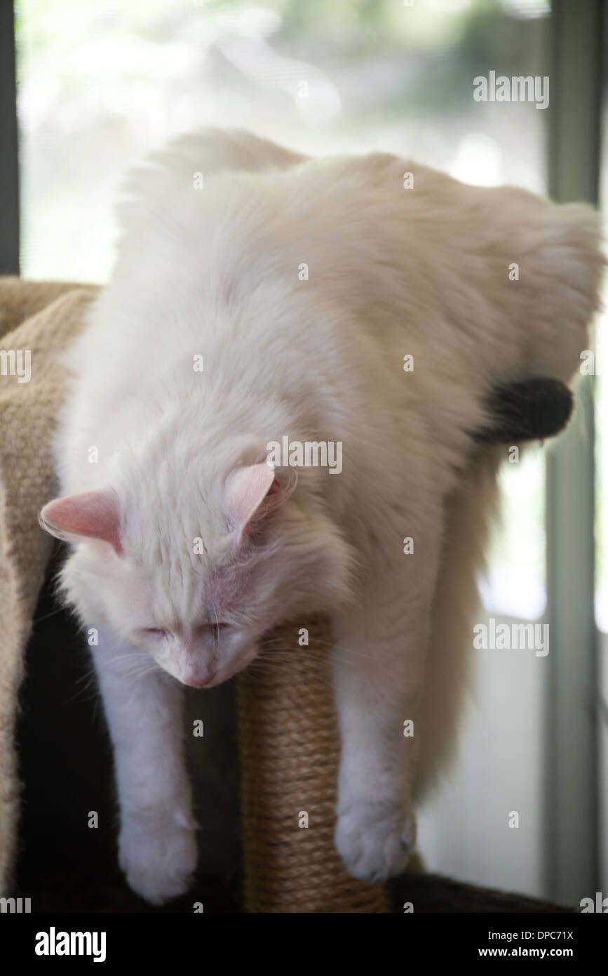 Weiße Katze Beplankung auf seine lustige Scratch Post-pose Stockfoto