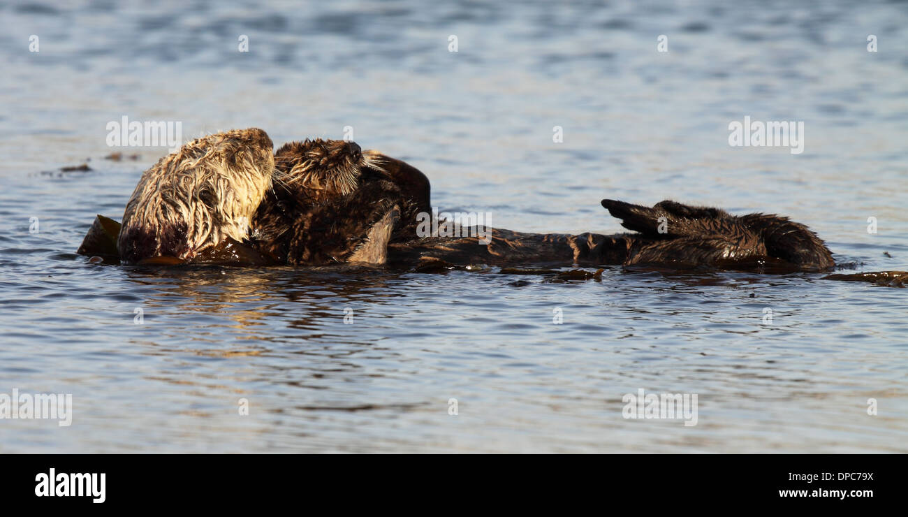 Ein Seeotter Mutter und Welpe schwebend in den Pazifischen Ozean in Zentral-Kalifornien. Stockfoto