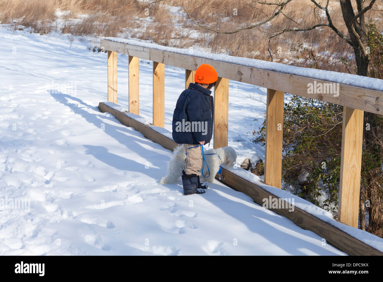 Jungen Hund auf verschneiten Weg - Pennsylvania USA Stockfoto