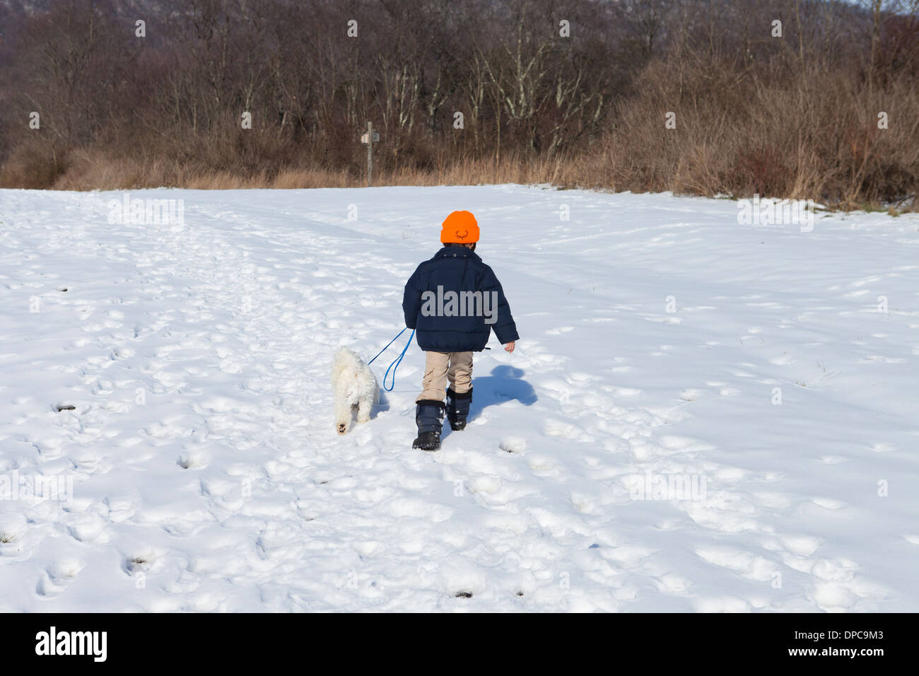 Jungen Hund auf verschneiten Weg - Pennsylvania USA Stockfoto