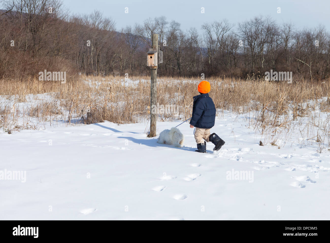 Jungen Hund auf verschneiten Weg - Pennsylvania USA Stockfoto