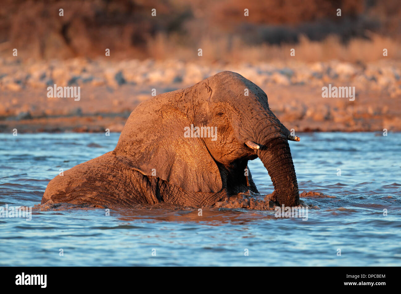 Afrikanischer Elefant (Loxodonta Africana) spielen im Wasser, Etosha Nationalpark, Namibia Stockfoto