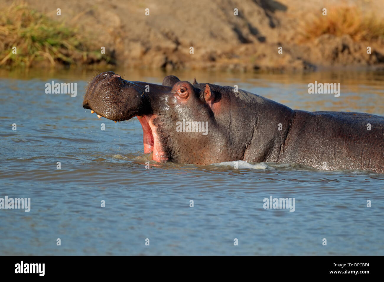 Flusspferd (Hippopotamus Amphibius) mit klaffenden Mounth, Südafrika Stockfoto