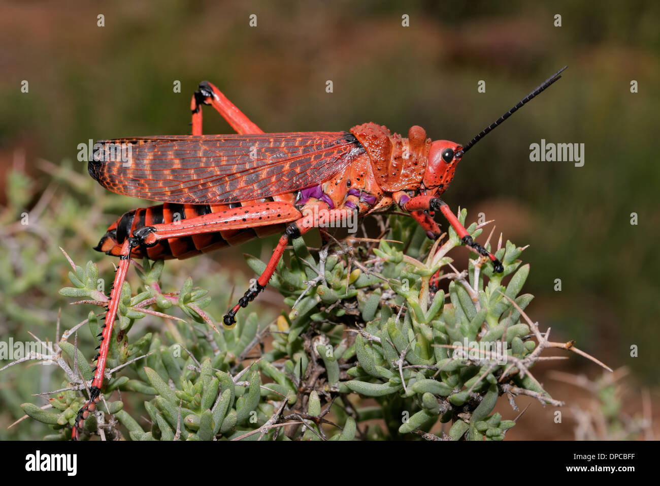 Rote Pyrgomorphid Heuschrecke auf einem Ast, Südafrika Stockfoto