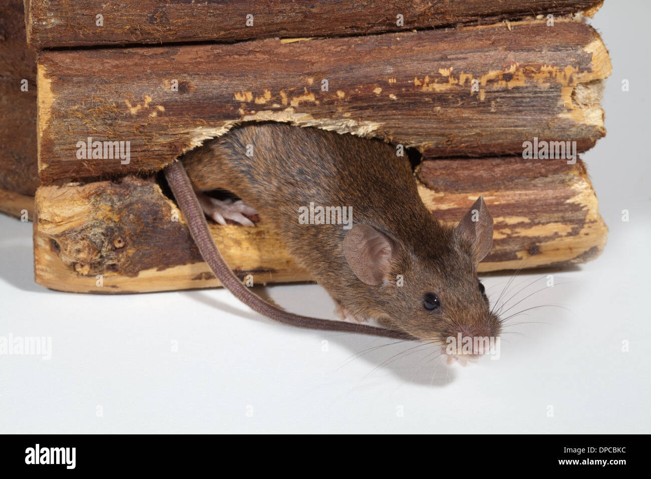 Hausmaus (Mus Musculus). Entstehen aus einem Loch durch einen Holz-Pflanzen-Behälter gekaut. Stockfoto