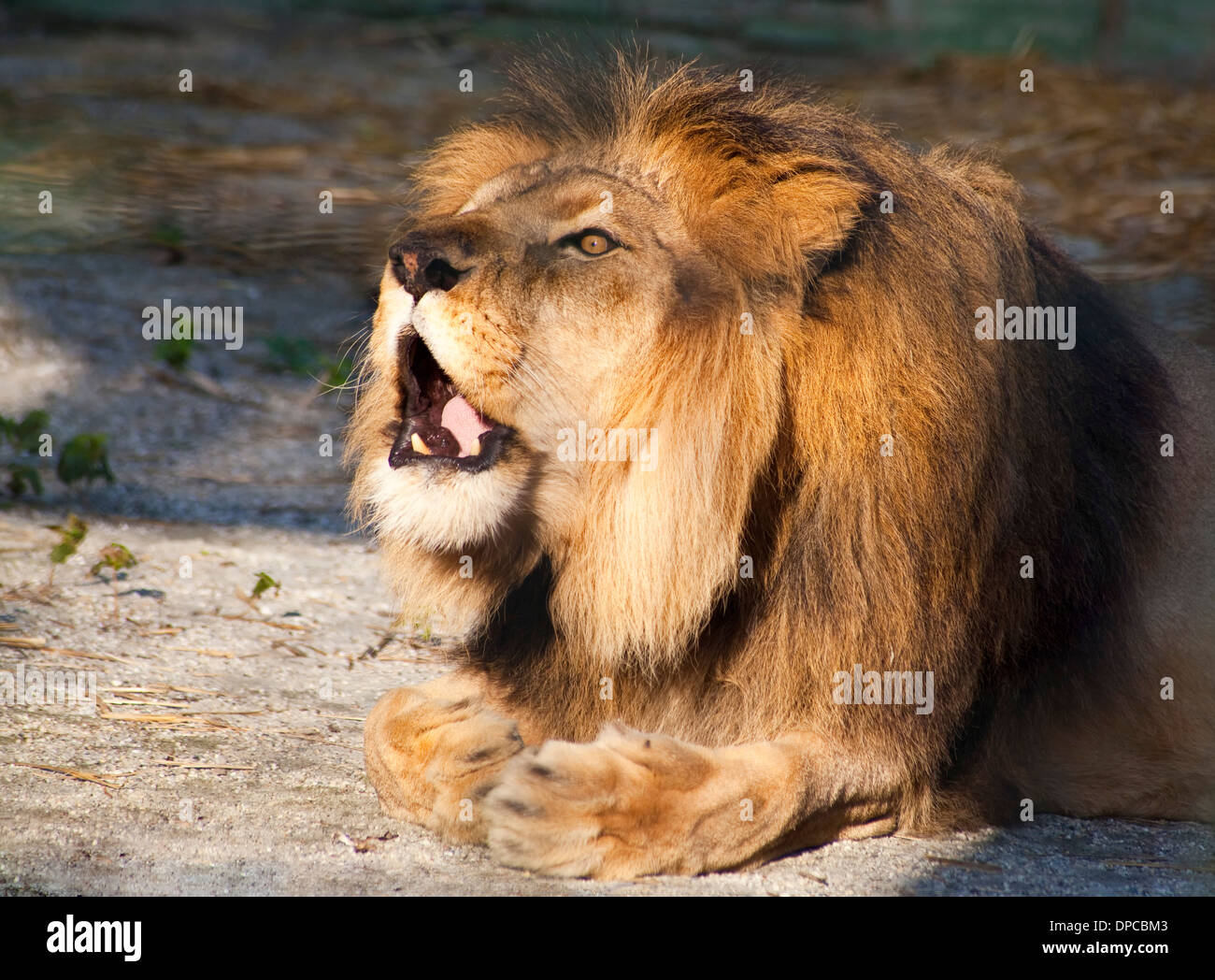 Lion Paarung Berufung für weibliche Löwin Stockfoto