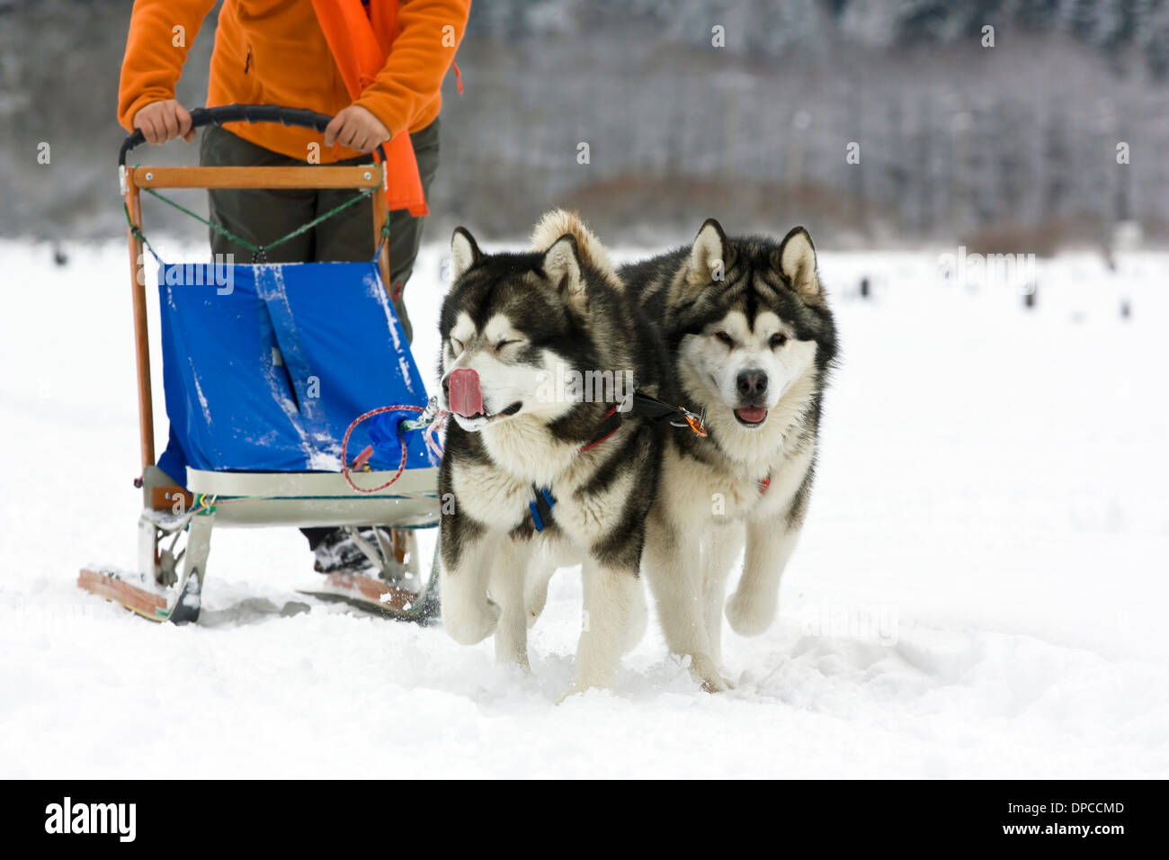 Schlittenhunderennen Alaskan malamute Stockfoto