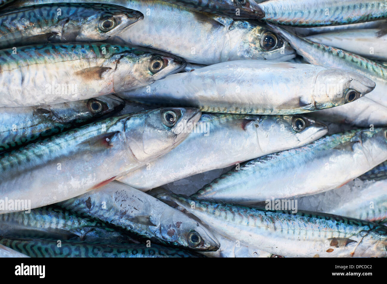 Frische mediterrane Makrele Fisch zum Verkauf auf Markt von Marseille, Frankreich Stockfoto