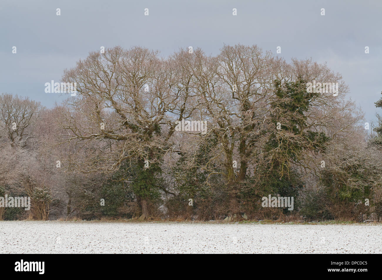 Reifen Eichen (Quercus Robur), teilweise verkleidet mit Efeu (Hedera Helix); im Feld Rand Hecke. Winter, überdachte Schneefall. Stockfoto
