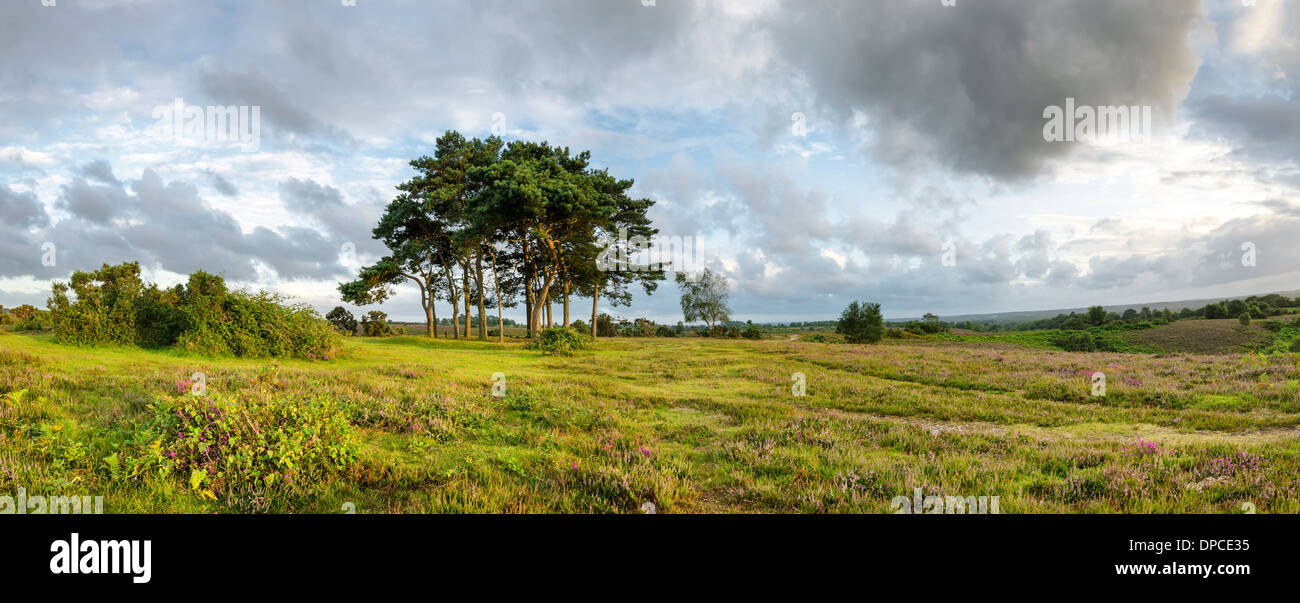 Föhren Bäume an Robin Hood Klumpen im New Forest, die Bäume werden gepflanzt, auf einem alten Bronzezeit Disk Barrow. Stockfoto