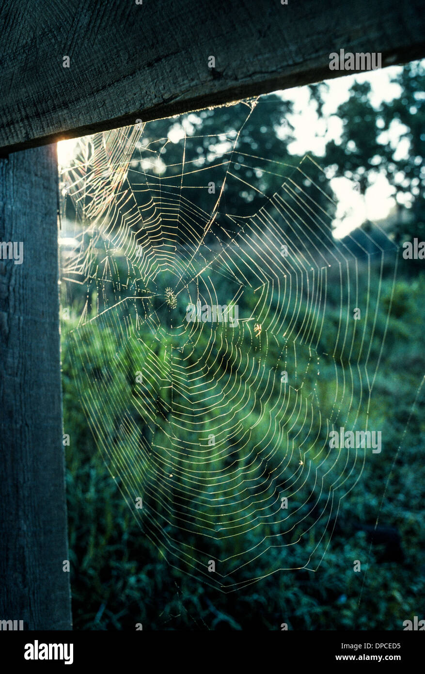 Die untergehende Sonne beleuchtet die Spiralen von einem komplizierten Spinnennetz gesponnen um zu fangen Insekten um die Spinne zu ernähren, die die Falle im ländlichen Florida/USA gebaut. Stockfoto