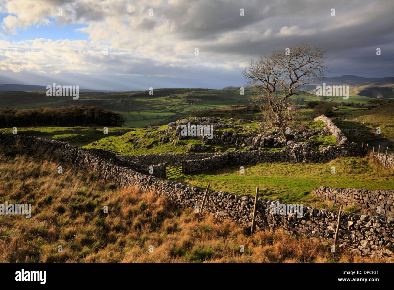 Einsamer Baum bei Winskill Steinen in der Nähe von Stainforth im englischen Yorkshire Dales Stockfoto