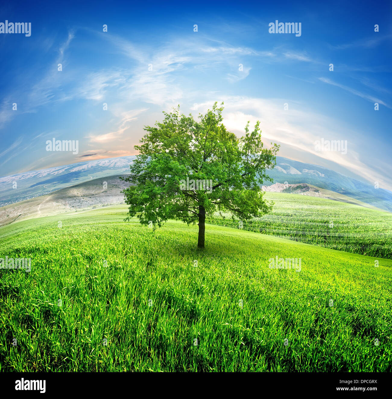 Bereich des frischen Grases auf einem Hintergrund des blauen Himmels Stockfoto