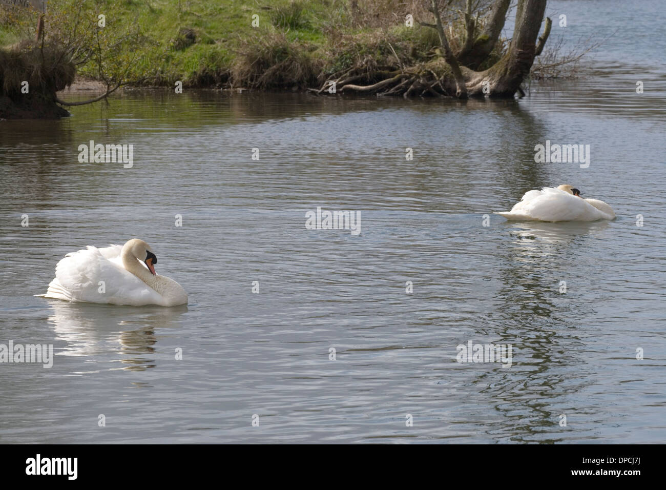 Höckerschwäne (Cygnus Olor). Zwei Maiskolben (Männer) mit einem Gebiet Grenze gezogen über den Fluss zwischen ihnen. Fluß Bure, Norfolk. Stockfoto