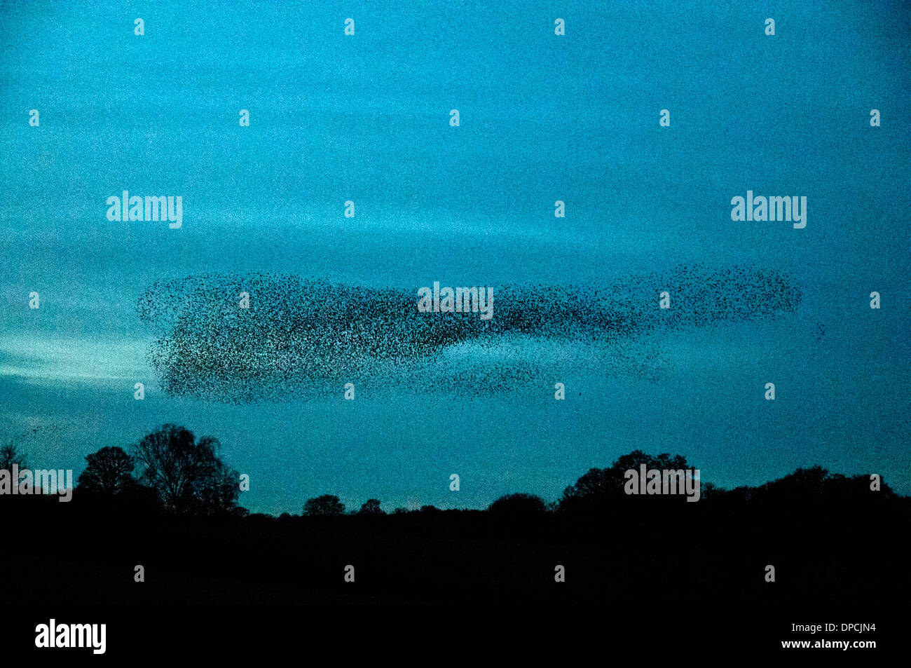 Eine riesige Herde oder Murmuration von Tausenden von Stare versammeln sich in klaren Himmel über Colemere Shropshire, England am Abend des Samstag, 11. Januar 2014 vor der Landung zum Schlafplatz im Schilf. Es wird vermutet, dass die Stare in so großen Gruppen als Verteidigung gegen Raubtiere zu sammeln.  Dieses Bild zeigt die Herde sammeln in einem dichten Mas kurz vor der Landung zum Schlafplatz wenn es fasst dunkel ist. Stockfoto