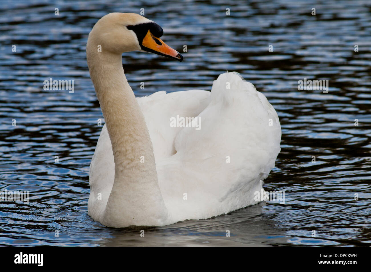 Höckerschwan auf dem Wasser Stockfoto