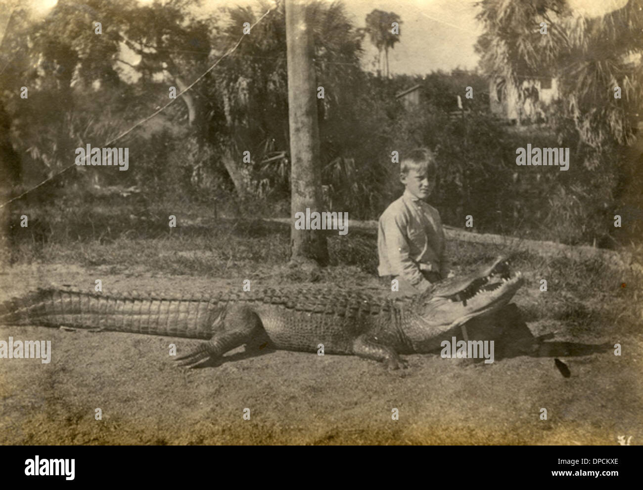 Koreshan Julius Koester und einen Erschlagenen Alligator in Estero, Florida Stockfoto