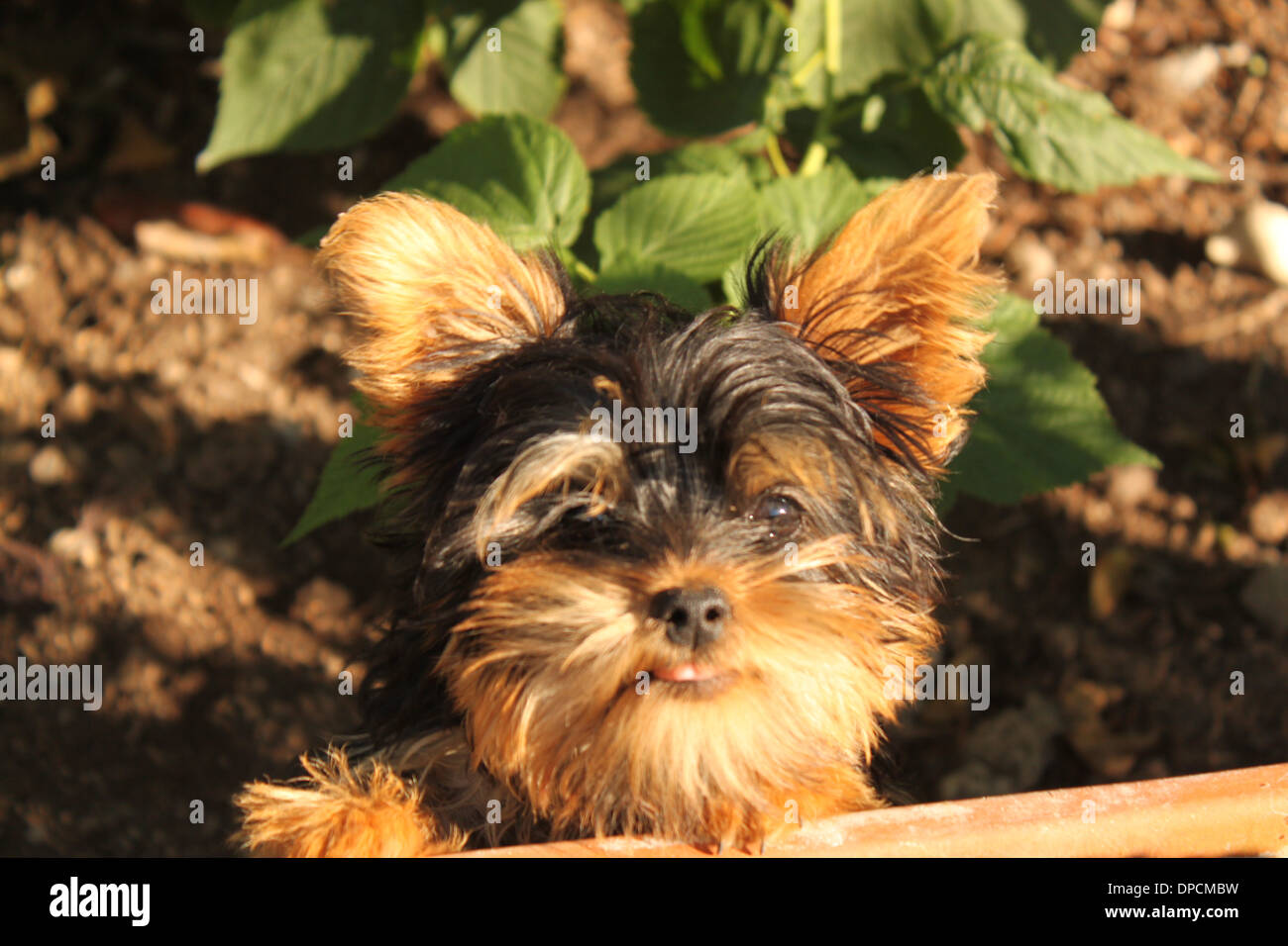 Teetasse Yorkie Stockfotos Und Bilder Kaufen Alamy