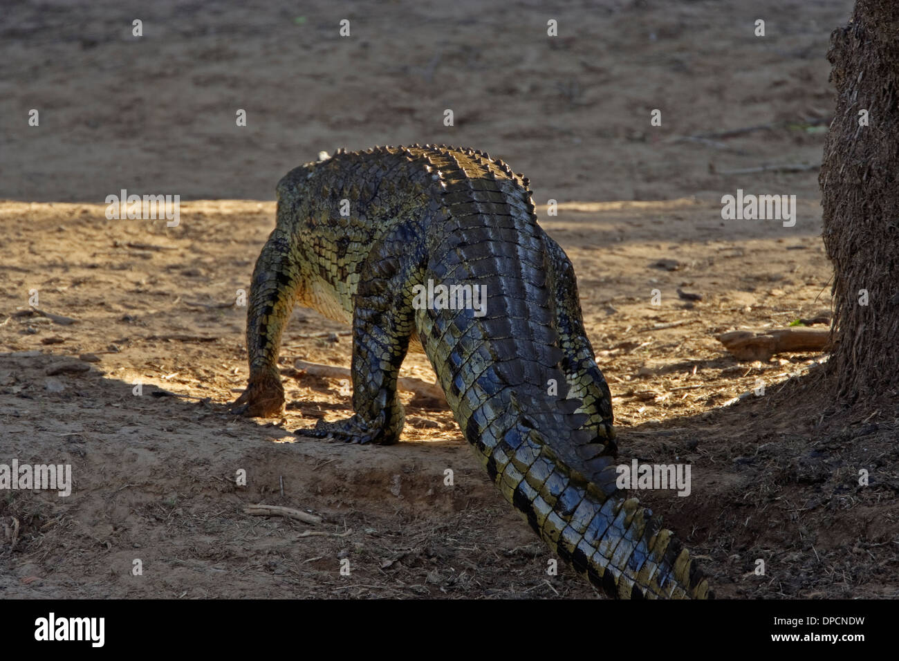 Nil-Krokodil (Crocodylus Niloticus), zu Fuß von hinten gesehen Stockfoto