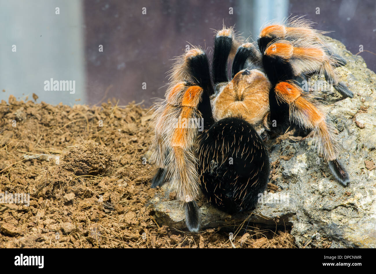 Tarantel in der Natur. Nahaufnahme Makroaufnahme Stockfoto