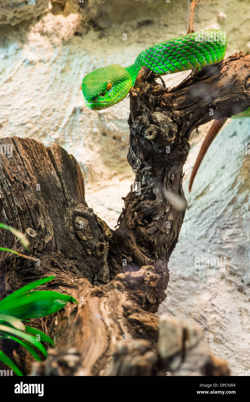 Grüne Schlange kriecht auf Baum. Nahaufnahme Stockfoto