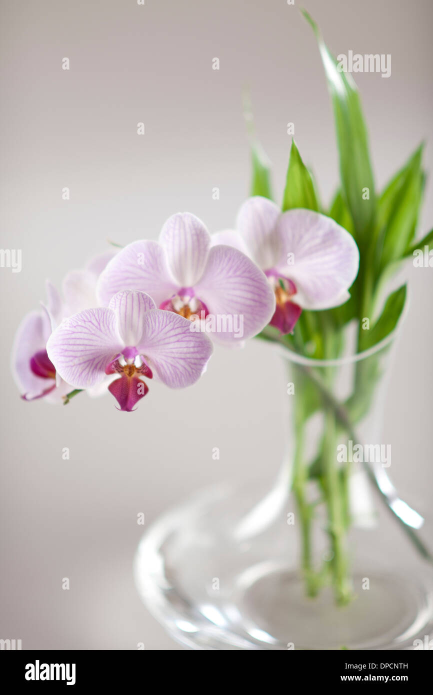 Orchidee in einer Glasvase Stockfoto