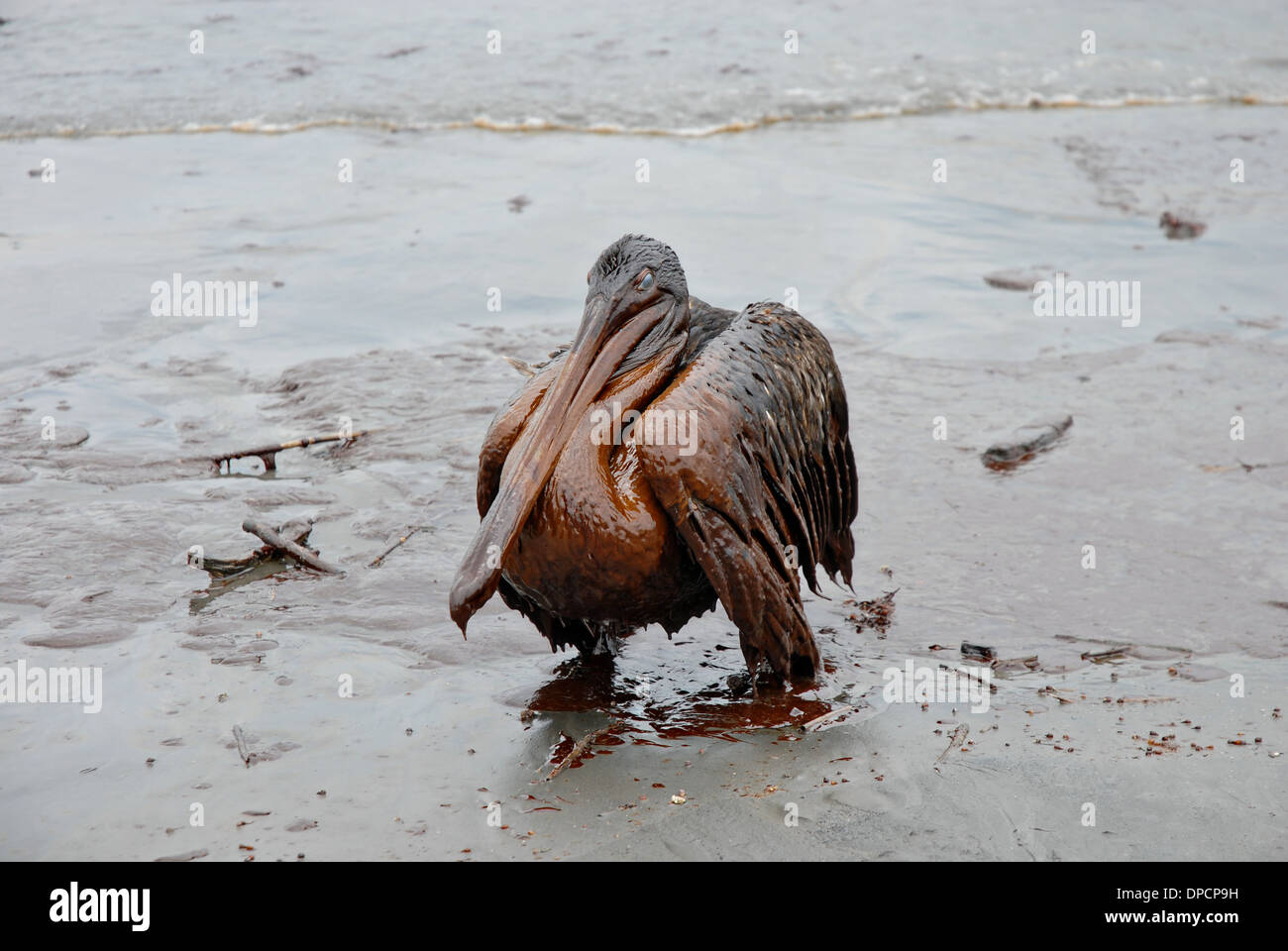 Eine Öl bedeckt Pelikan sitzt in einer dicken Masse von Rohöl aus dem Blowout der BP Deepwater Horizon im Golf von Mexiko Öl 8. Mai 2010 in Grand Isle, Louisiana. Stockfoto