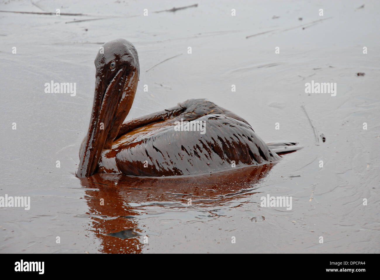 Eine Öl bedeckt Pelikan sitzt in einer dicken Masse von Rohöl aus dem Blowout der BP Deepwater Horizon im Golf von Mexiko Öl 8. Mai 2010 in Grand Isle, Louisiana. Stockfoto