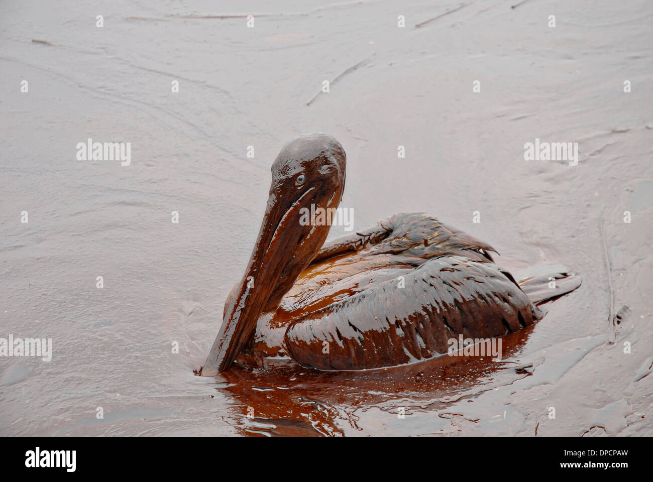 Eine Öl bedeckt Pelikan sitzt in einer dicken Masse von Rohöl aus dem Blowout der BP Deepwater Horizon im Golf von Mexiko Öl 8. Mai 2010 in Grand Isle, Louisiana. Stockfoto