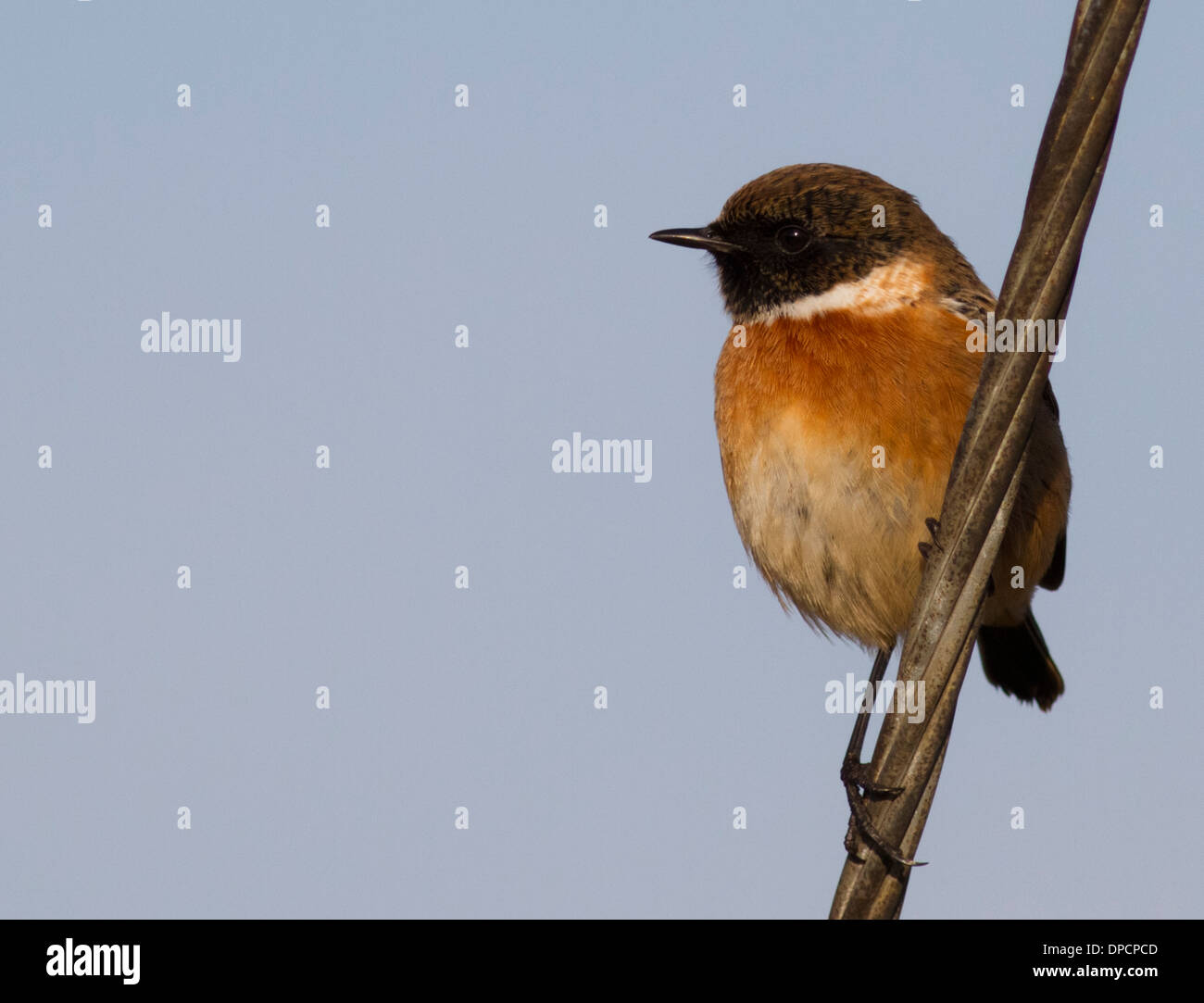 Männliche Schwarzkehlchen Saxicola Rubicola RSPB Rainham Marshes, Essex Stockfoto