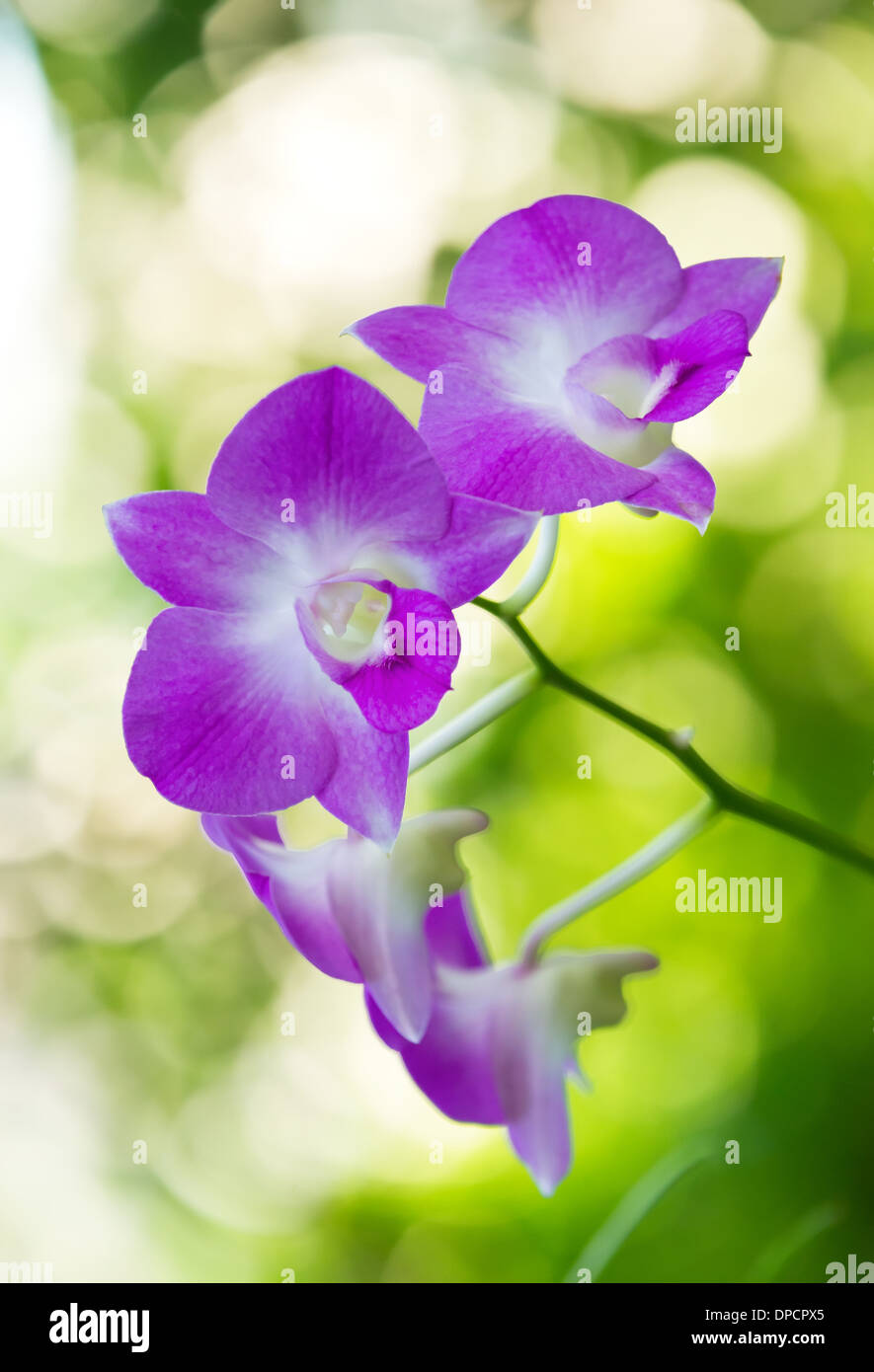 Lila Orchidee natürlichen gelb grün Hintergrund Stockfoto