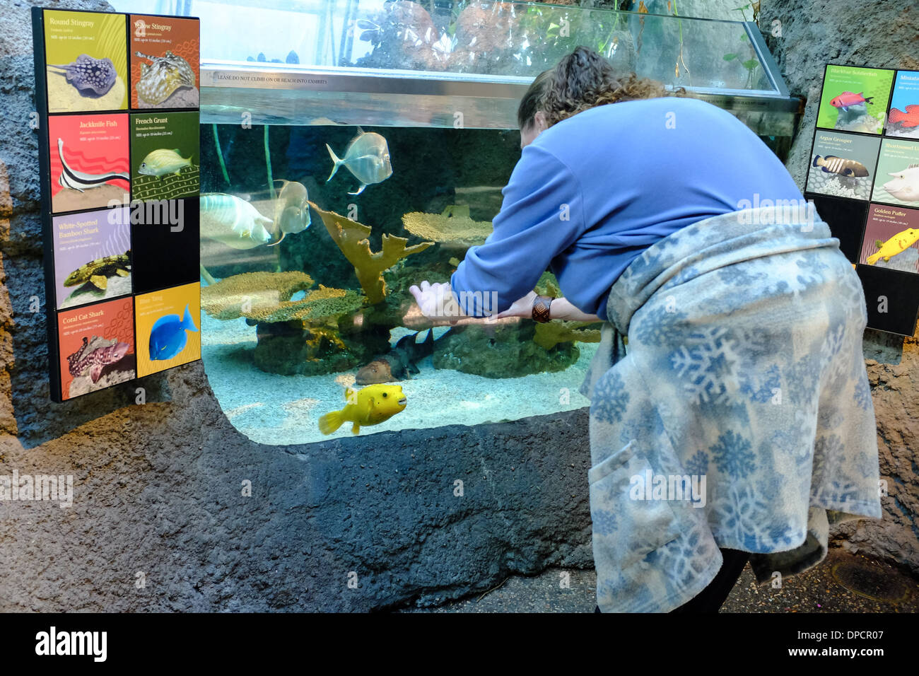 Eine Frau nimmt ein Bild von einem Kugelfisch Fisch mit einer Handy-Kamera im Denver Zoo in Denver, Colorado Stockfoto