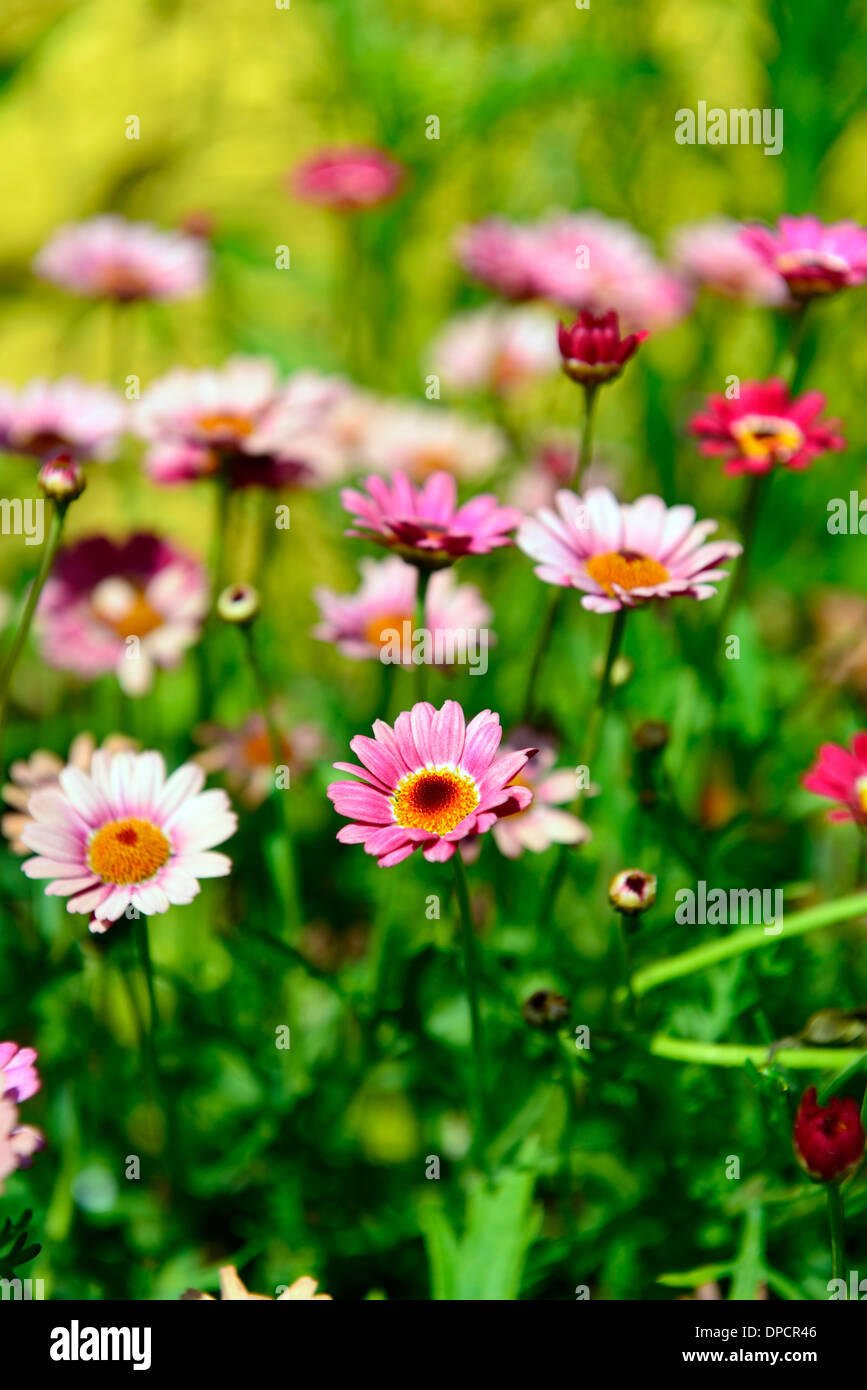 Argyranthemum rosa Blumen Blüte Hintergrundbeleuchtung starke Licht Lighting rosa lila Marguerite Daisy Stockfoto