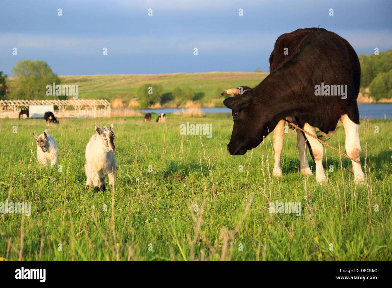 Kuh auf der Weide. Stockfoto