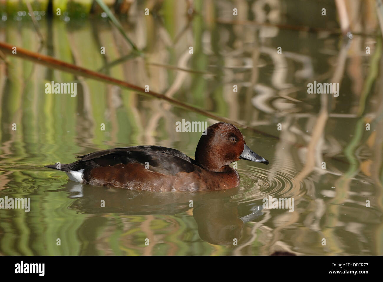 Moorente (Aythya nyroca), Schwimmen in simeto Fluss, Sizilien Stockfoto