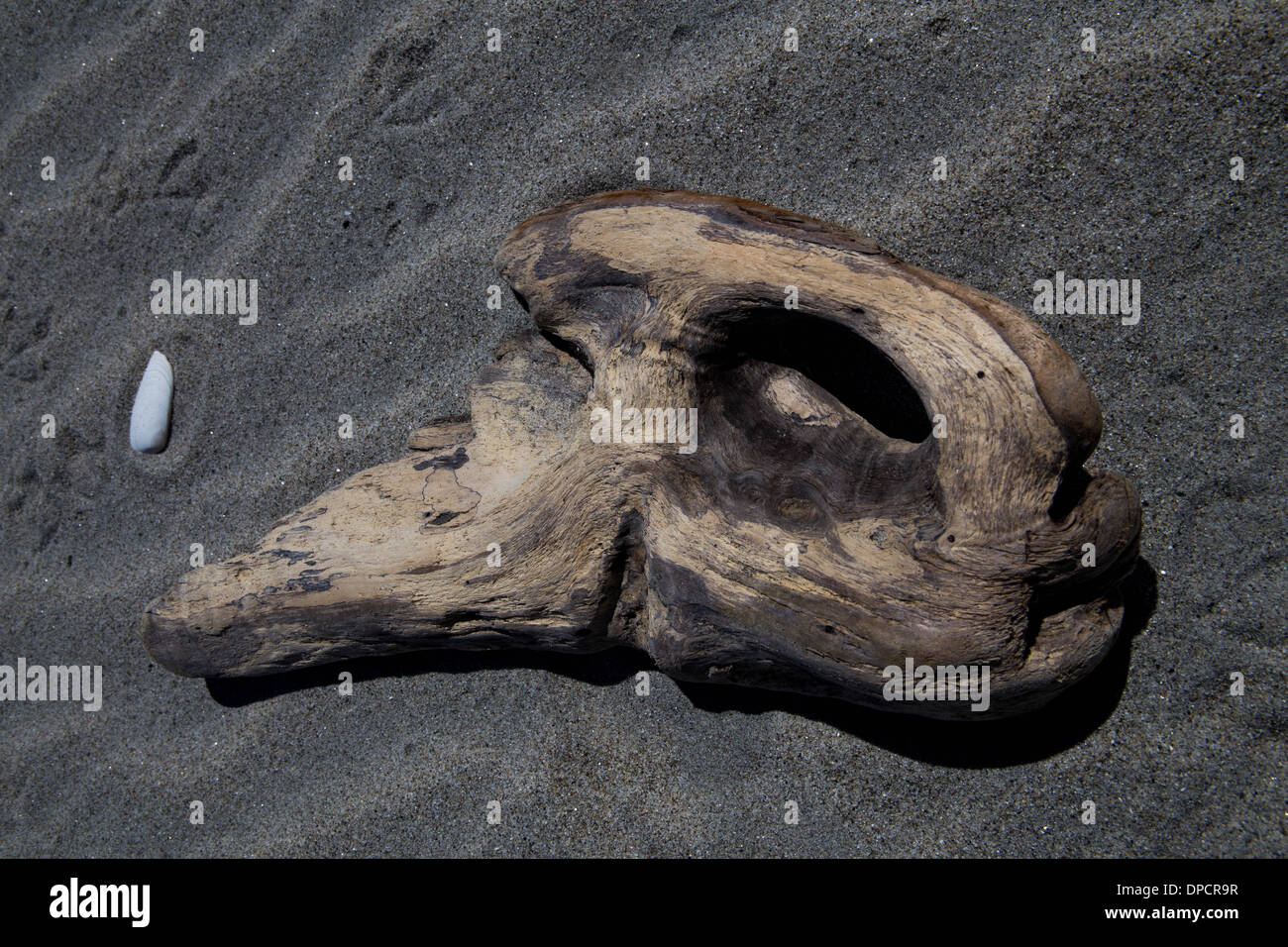 Ein Stück geformten Holz am Strand. Stockfoto