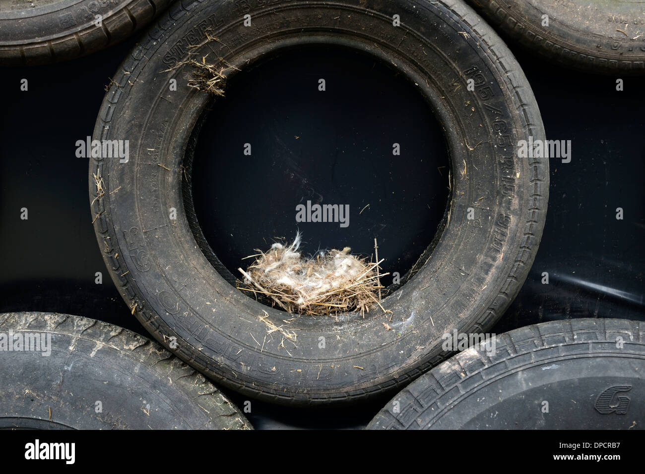 Vögel nisten in schwarzen Reifen Reifen Stack Silage Grube Bauernhof  ungewöhnlich offenen unsichere unsichere Lage Vogel Verschachtelung  Stockfotografie - Alamy