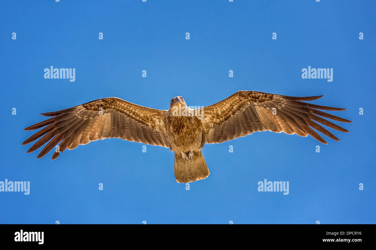 Whistling Kite (Haliastur Sphenurus) im Flug, Northern Territory, Australien Stockfoto