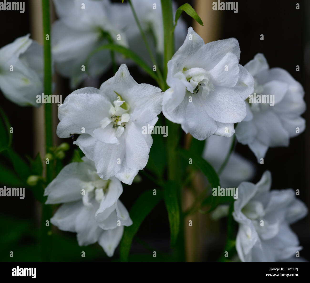 Delphinium Galahad weiß groß Blume Spike Spitze Blumen Blüte Blüten Nahaufnahmen Nahaufnahmen USV, die Stauden setzen abgesteckt Stockfoto