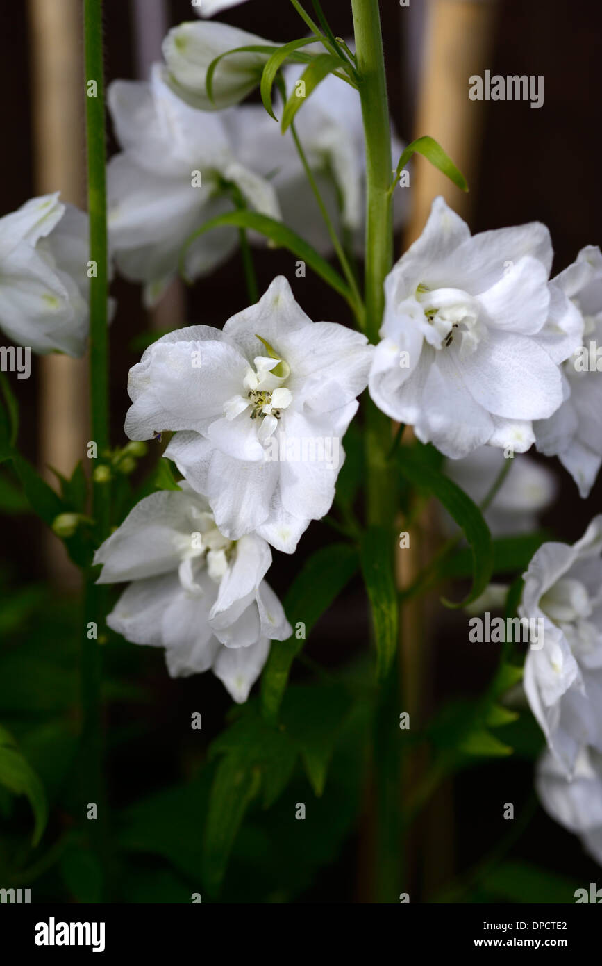 Delphinium Galahad weiß groß Blume Spike Spitze Blumen Blüte Blüten Nahaufnahmen Nahaufnahmen USV, die Stauden setzen abgesteckt Stockfoto