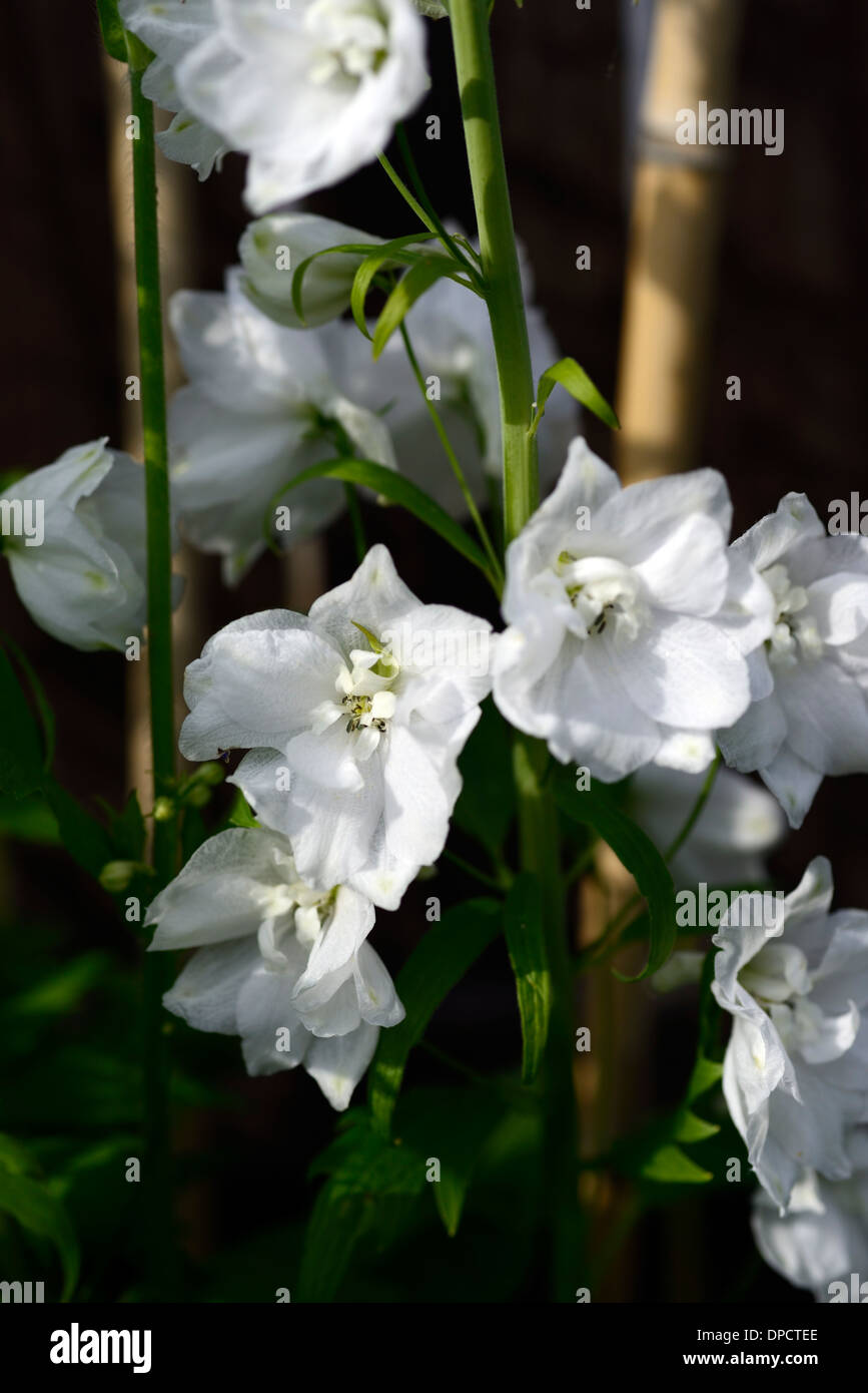 Delphinium Galahad weiß groß Blume Spike Spitze Blumen Blüte Blüten Nahaufnahmen Nahaufnahmen USV, die Stauden setzen abgesteckt Stockfoto