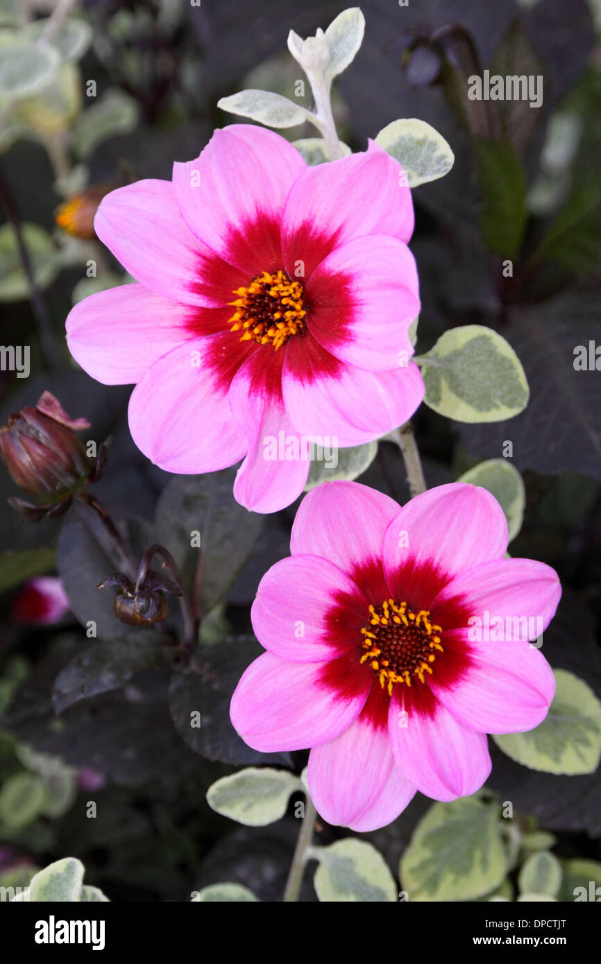 Blume Dahlie (Dahlia Pinnata Cav) Stockfoto