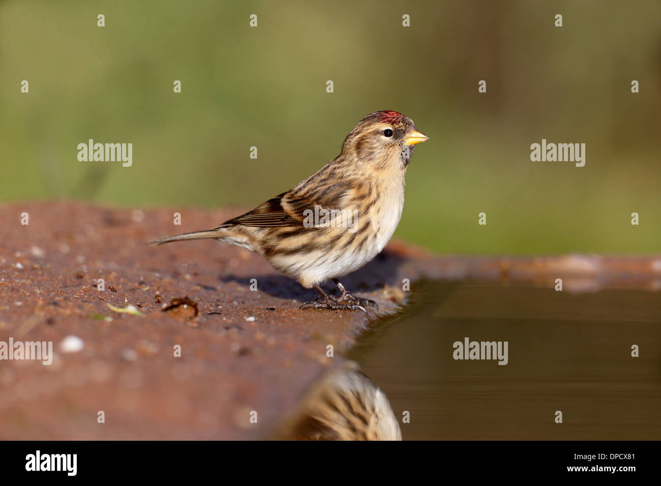 Geringerem Redpoll, Zuchtjahr Kabarett, einziger Vogel am Wasser, Warwickshire, Januar 2014 Stockfoto